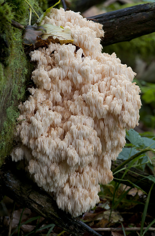 Hericium flagellum